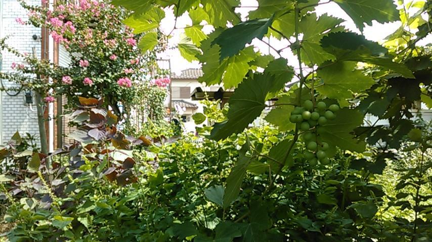 "Cherry House" Is Direct To Narita,Haneda Ap, Disney, Asakusa, Skytree Tower, Tokyo Matsudo Esterno foto